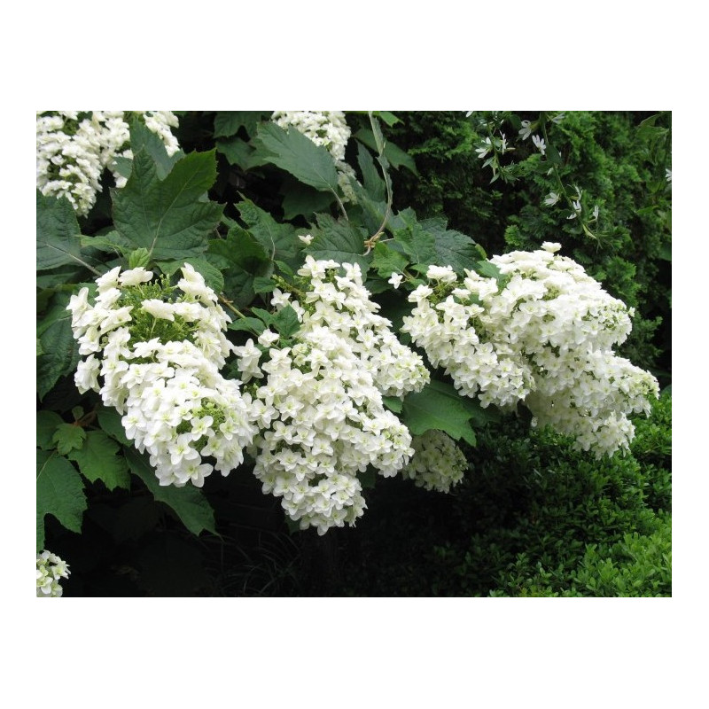 Hortensja dębolistna