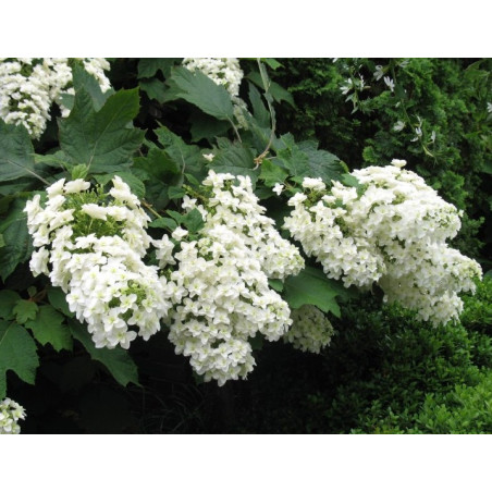 Hortensja dębolistna