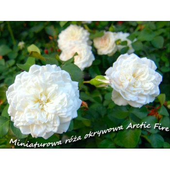 Róża  "Arctic Fire"