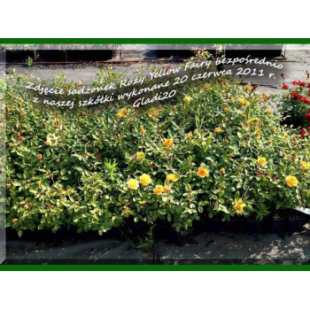 Róża "Golden Fire"