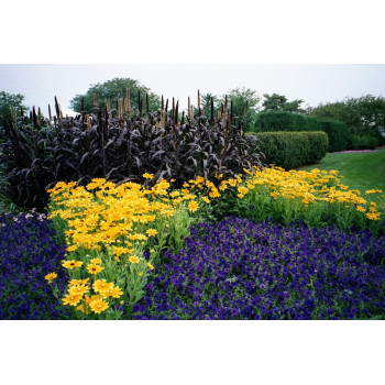 Rozplenica perłowa "Purple Majesty"