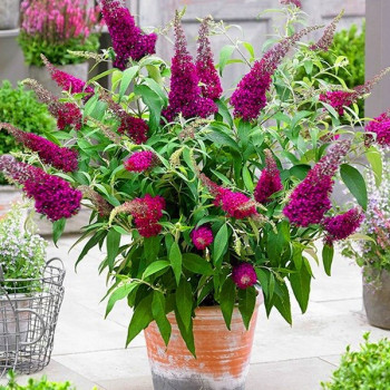 Budleja davida Sugar Plum