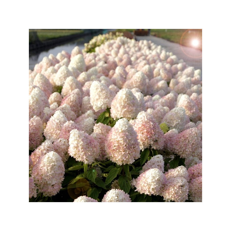 Hortensja bukietowa sweet summer sadzonki