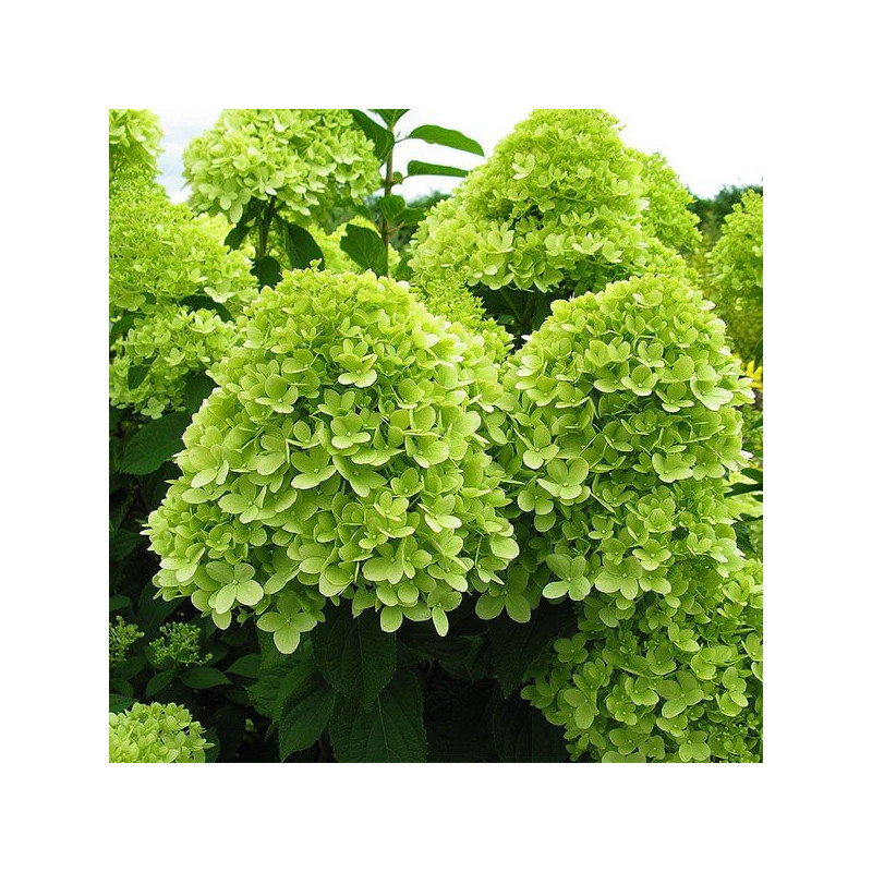 Hortensja bukietowa limelight