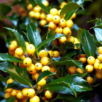 Ostrokrzew "Golden Girl"