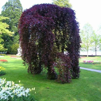 Buk "PURPUREA PENDULA"