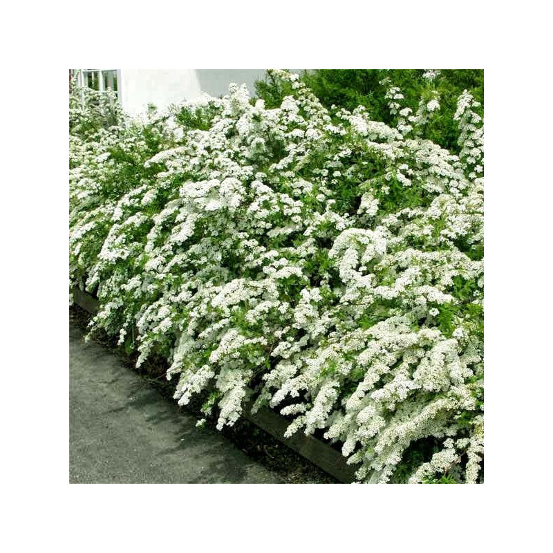 Tawuła szara Grefsheim cena