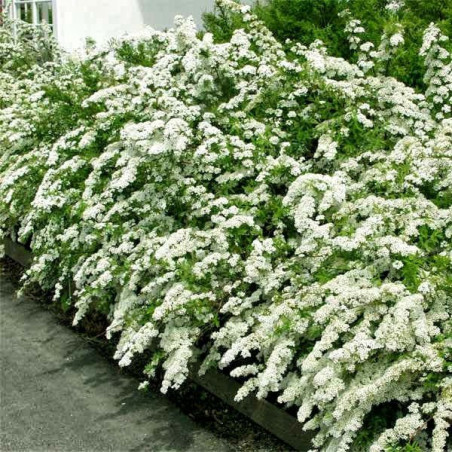 Tawuła szara Grefsheim cena