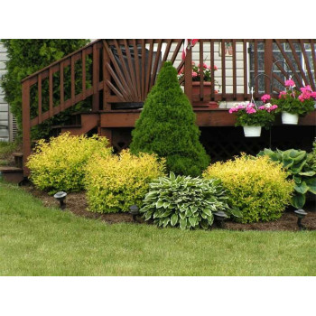 Tawuła Japońska "Goldmound"