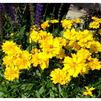 Nachyłek wielkokwiatowy PRESTO