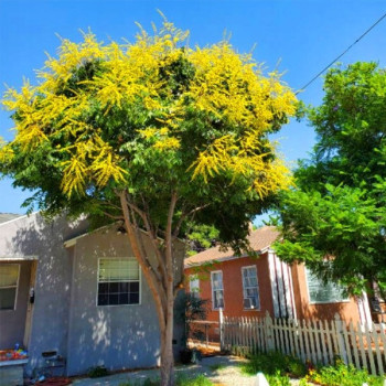 Mydleniec Wiechowaty