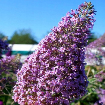 Budleja "Gulliver"