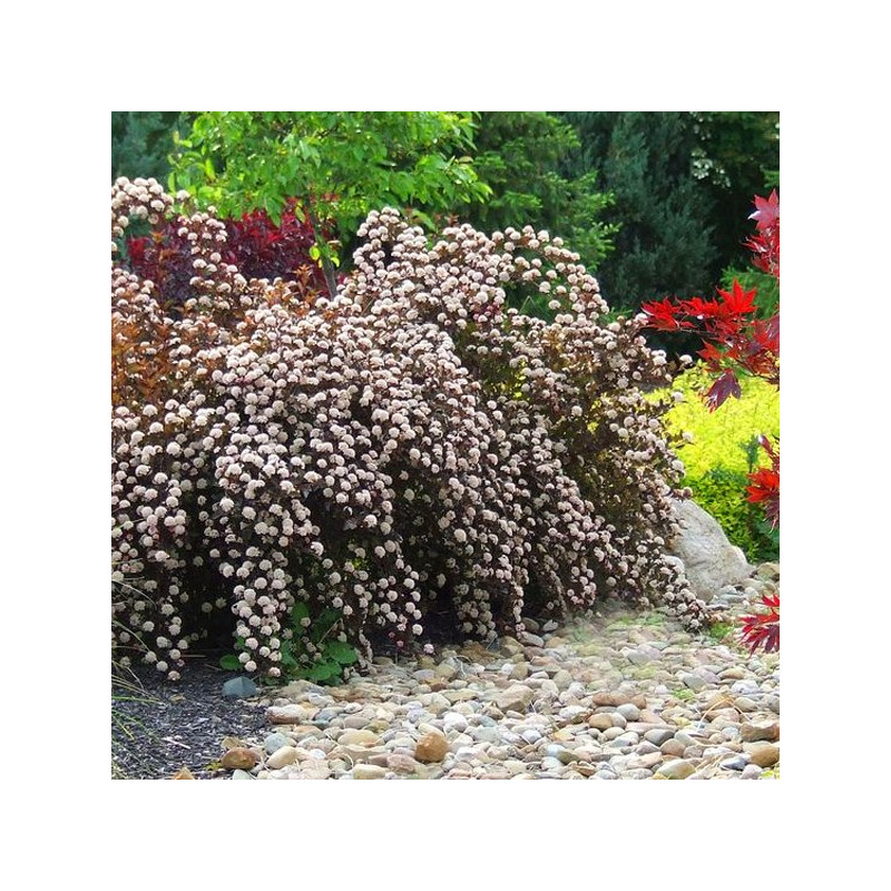 Pęcherznica kalinolistna Red Baron