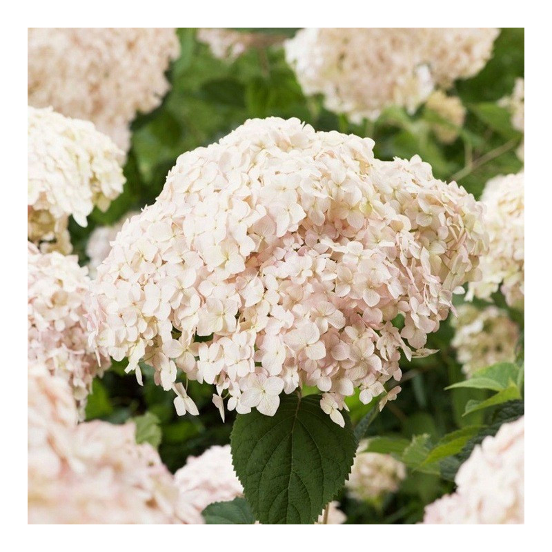 Hortensja krzewiasta Candybelle marschmallow sklep