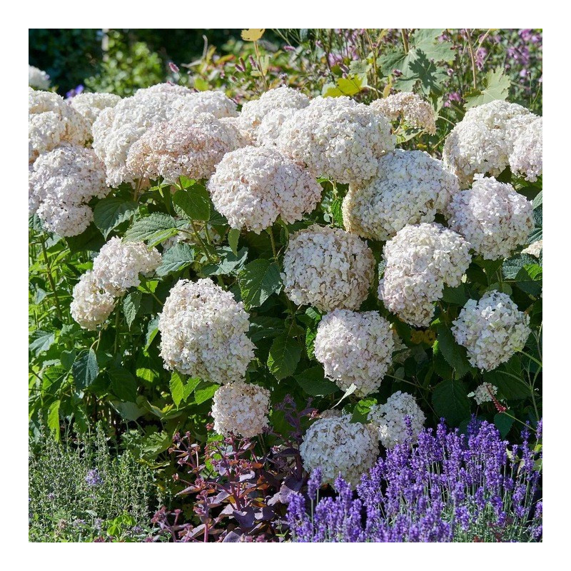 Hortensja krzewiasta Candybelle marschmallow