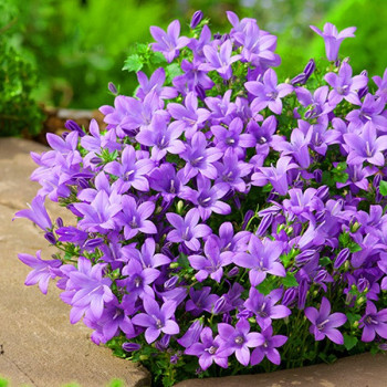 Dzwonek Dalmatyński