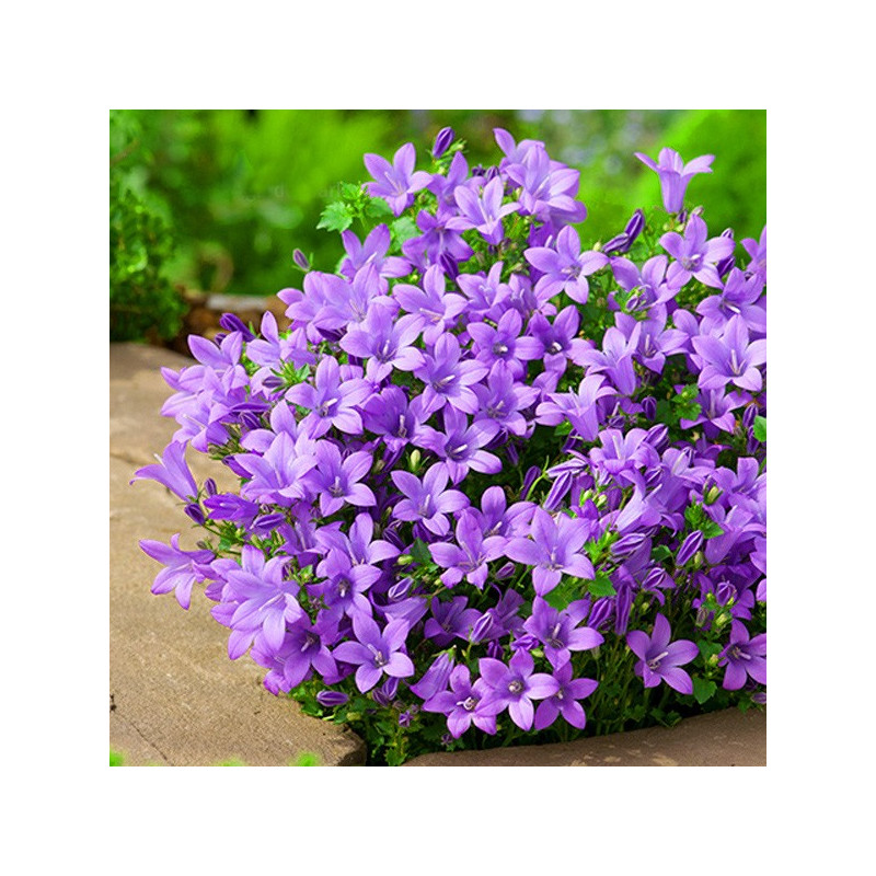 Dzwonek Dalmatyński