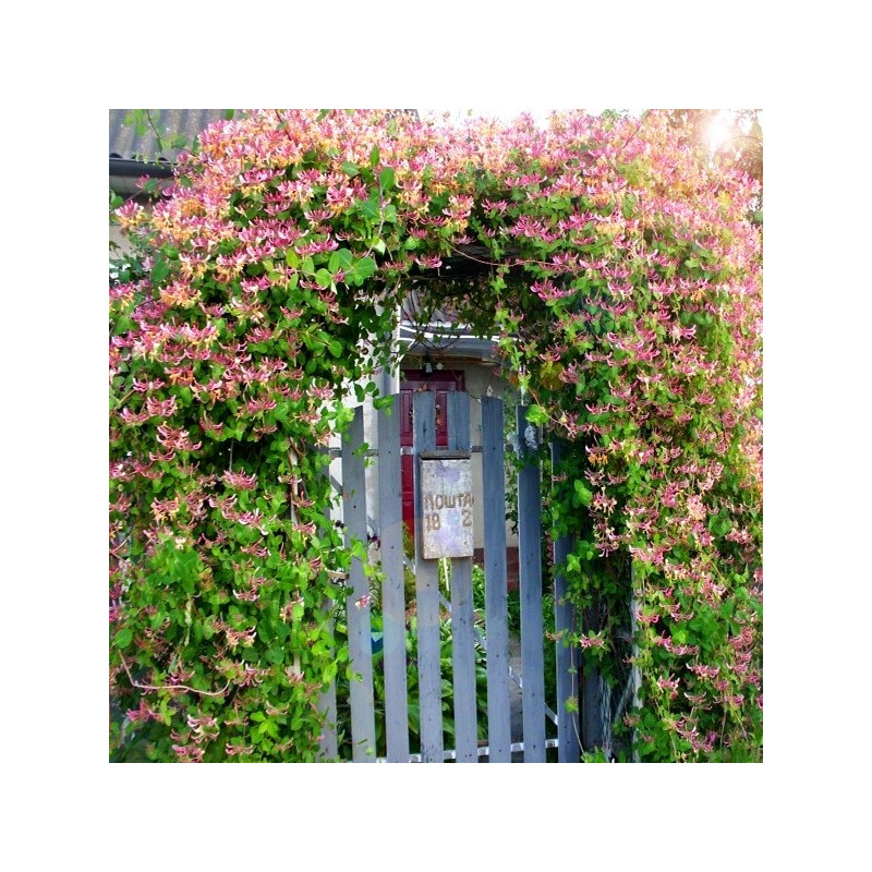 Wiciokrzew Pomorski Serotina