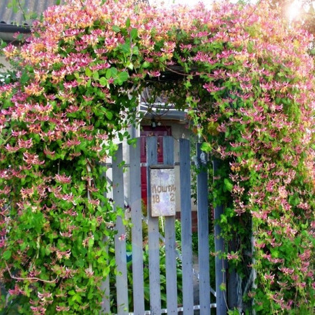 Wiciokrzew Pomorski Serotina