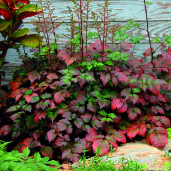 Tawułka Arendsa "Color Flash"