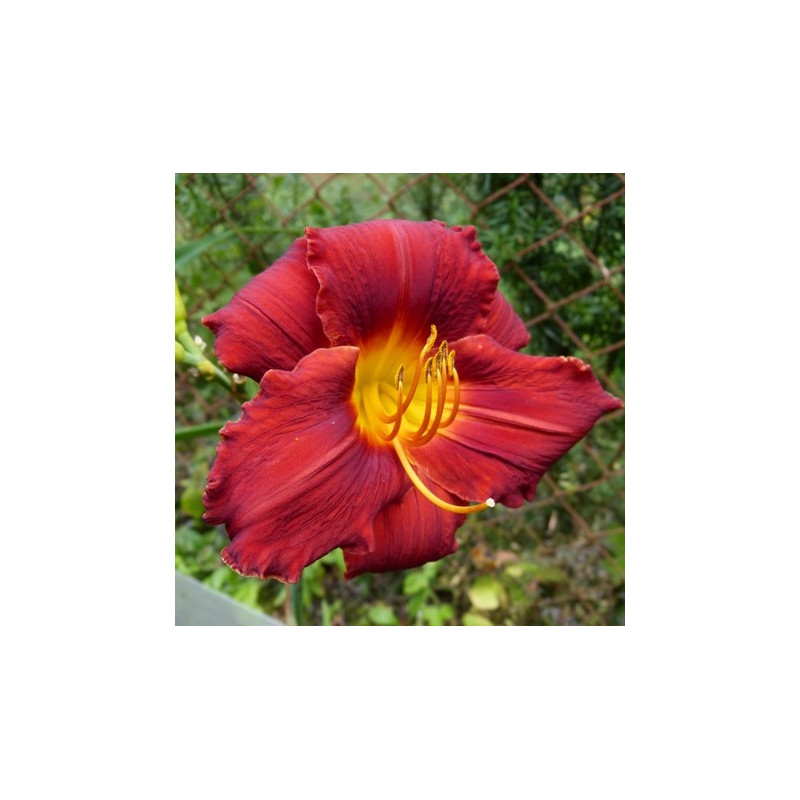 Liliowiec czerwony maksymilian kolbe