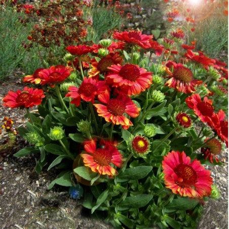 Gailardia Arizona Red Shades