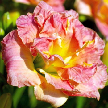 liliowiec lacy doily