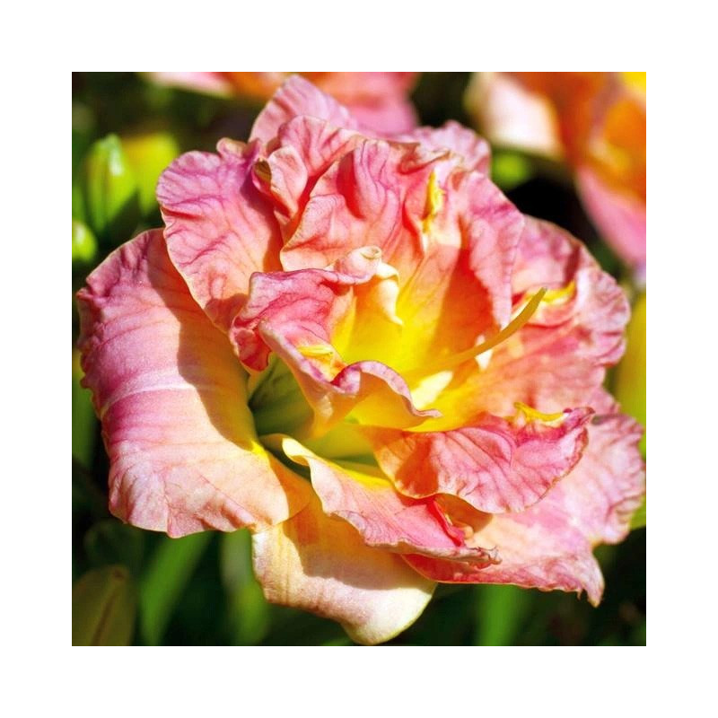 liliowiec lacy doily