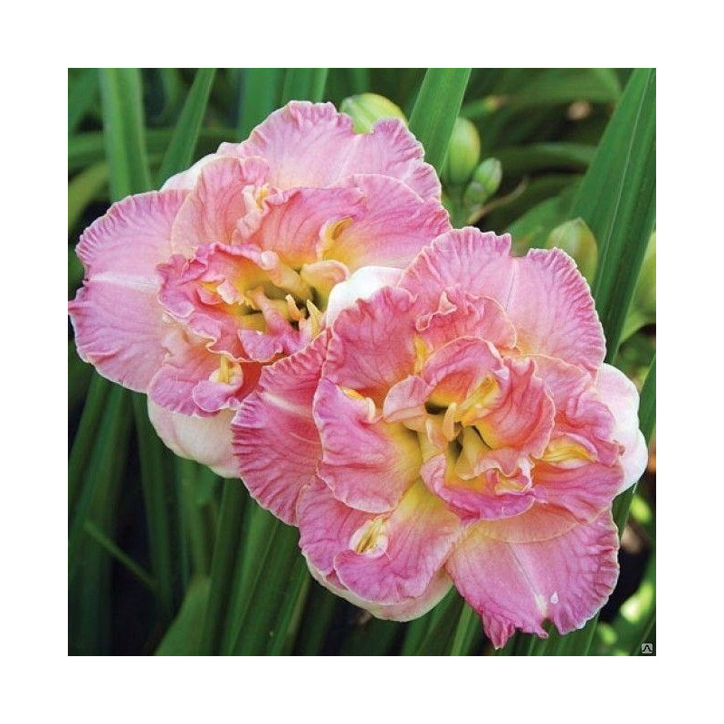 liliowiec lacy doily