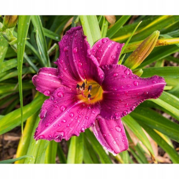 Liliowiec SUMMER WINE