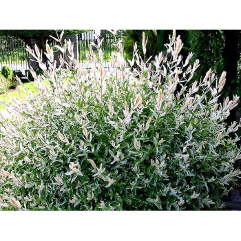 Wierzba Skupiona "Hakuro Nishiki"