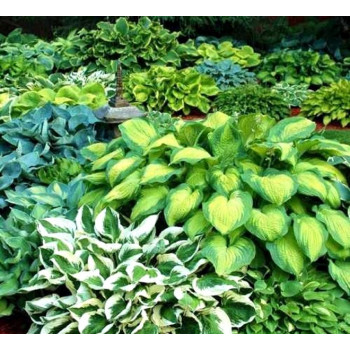 Funkia "MIDWEST MAGIC"