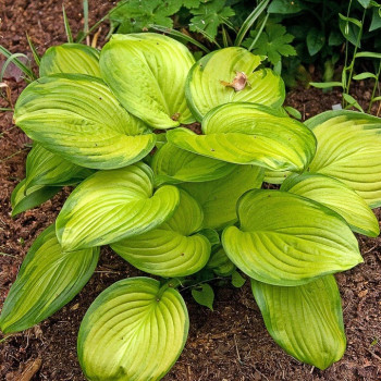 Funkia "STAINED GLASS"