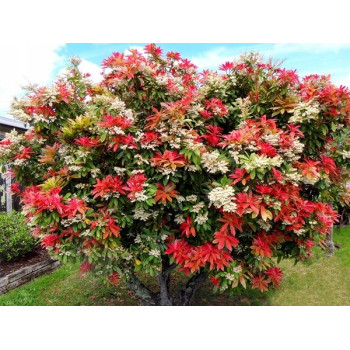 Pieris Japoński "CARNAVAL"