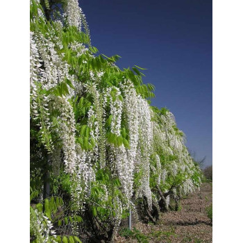 Wisteria Chińska Alba