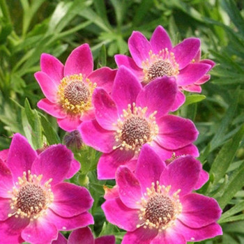 Zawilec "Pink Saucer"