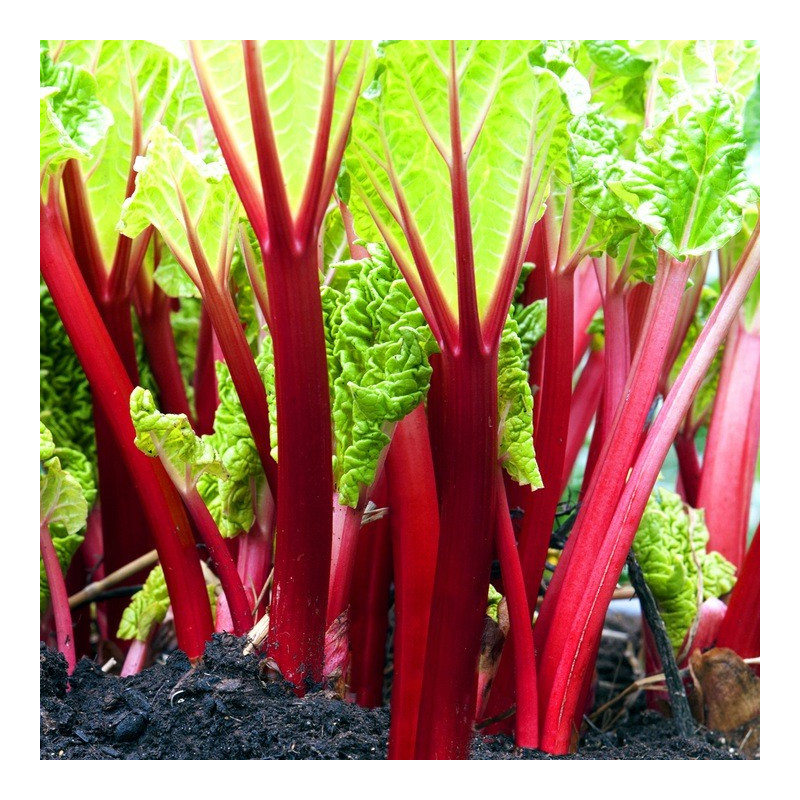 Rabarbar gdzie kupić