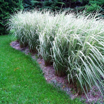 Miskant CHIŃSKI "CABARET"