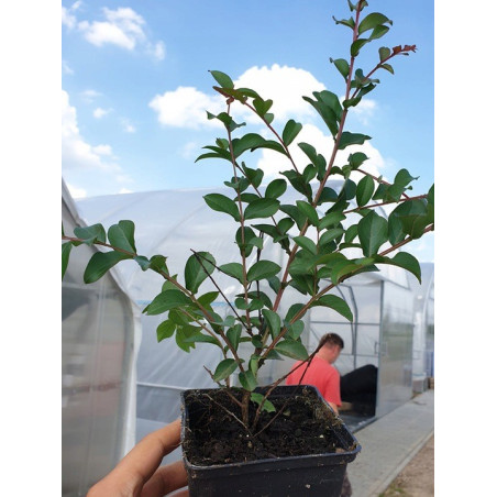 Lagerstroemia sadzonki