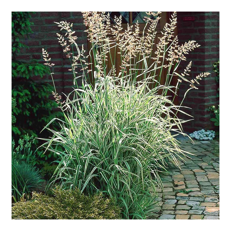 Mozga Trzcinowa Fessey