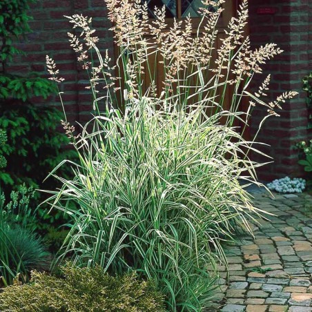 Mozga Trzcinowa Fessey