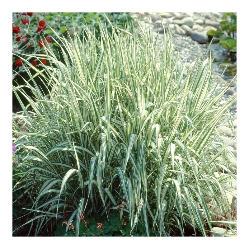 Mozga Trzcinowa Fessey