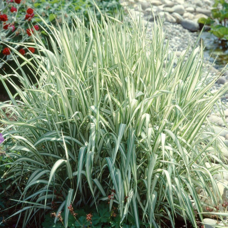 Mozga Trzcinowa Fessey