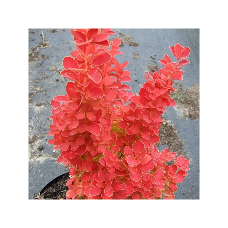 Berberys orange ice sklep