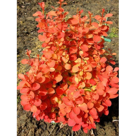 Berberys orange ice cena