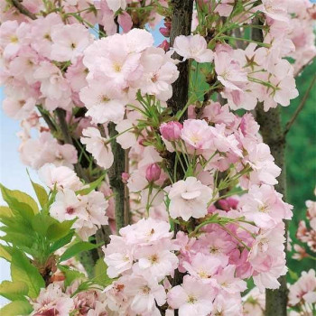 Wiśnia Piłkowana "Amanogawa"