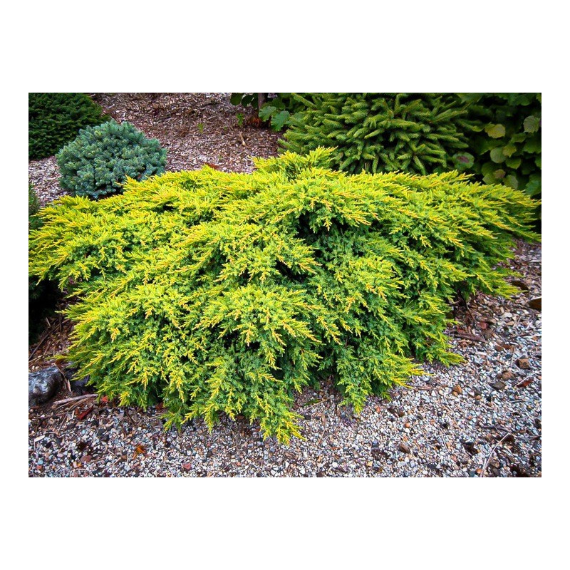 Jałowiec goldschatz sklep