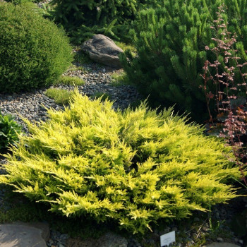 Jałowiec goldschatz