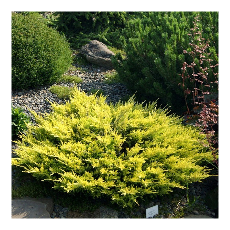 Jałowiec goldschatz