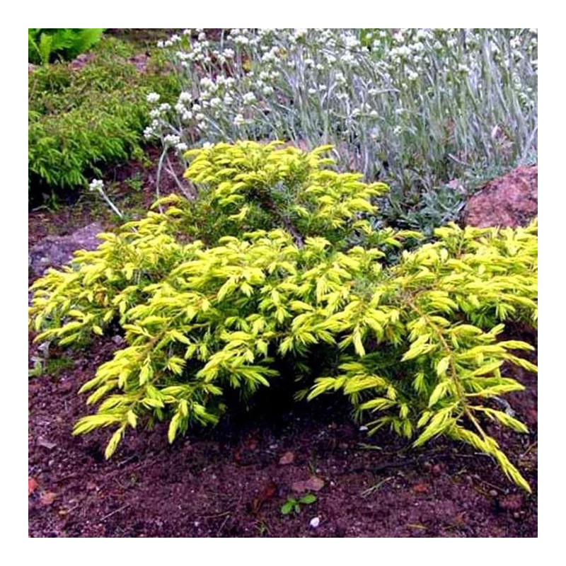 Jałowiec goldschatz